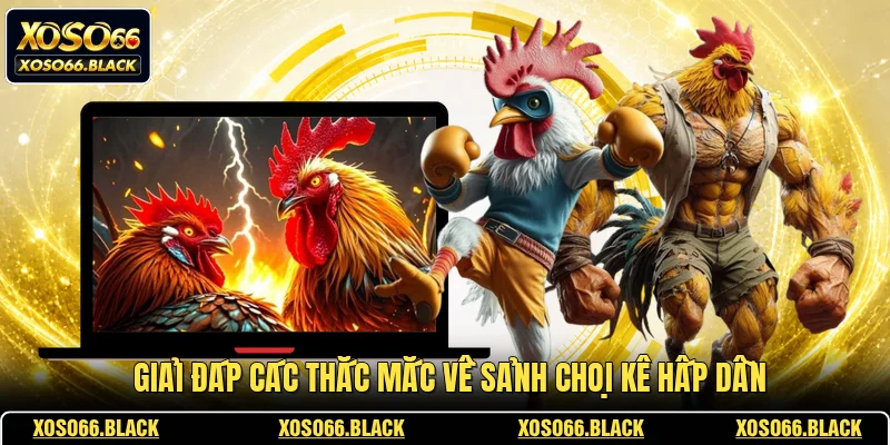 Giải đáp các thắc mắc về sảnh chọi kê hấp dẫn